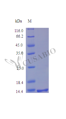 Syndecan-4 (SDC4), partial (Active), human, recombinant