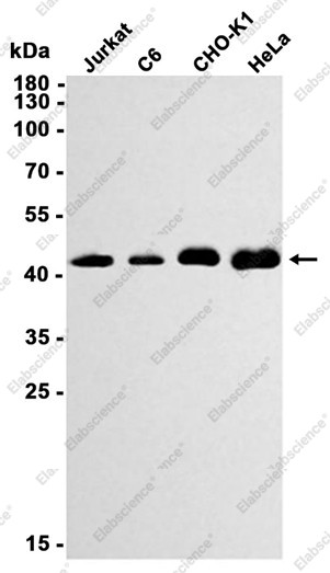 Anti-Recombinant GSK3 beta, clone C212822