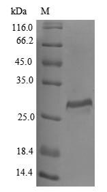 Cathepsin O (CTSO), human, recombinant