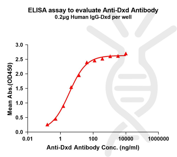 Anti-Dxd antibody(1A5), Rabbit mAb