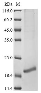 Neurotrophin-3 (NTF3), human, recombinant