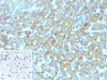 Anti-HSD17B13 / Hydroxysteroid 17 beta dehydrogenase 13, clone HSD17B13/13107