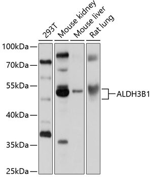 Anti-ALDH3B1