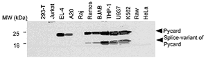 Anti-Asc (AL177) (preservative free)