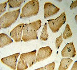 Anti-MFAP5 / Microfibrillar-associated protein 5