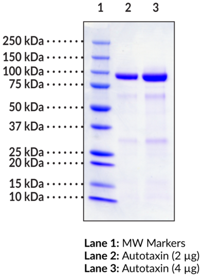 Autotaxin (human, recombinant)