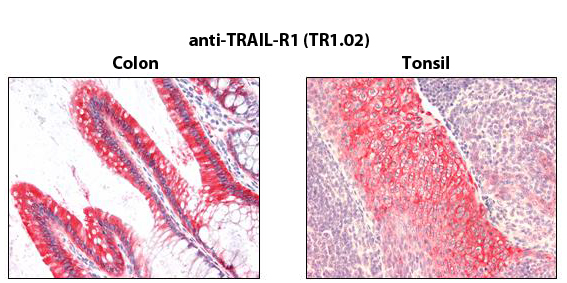 Anti-TRAIL-R1 (human), clone TR1.02