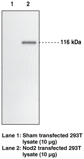 Anti-Nod2 (Clone 2D9)
