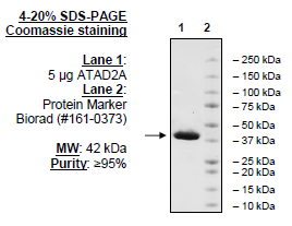 ATAD2A (981-1108), human, recombinant, N-terminal GST tag