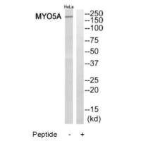 Anti-MYO5A