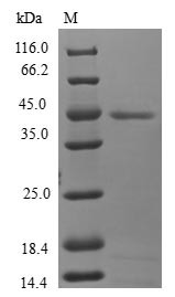 Mitochondrial fission process protein 1 (MTFP1), human, recombinant