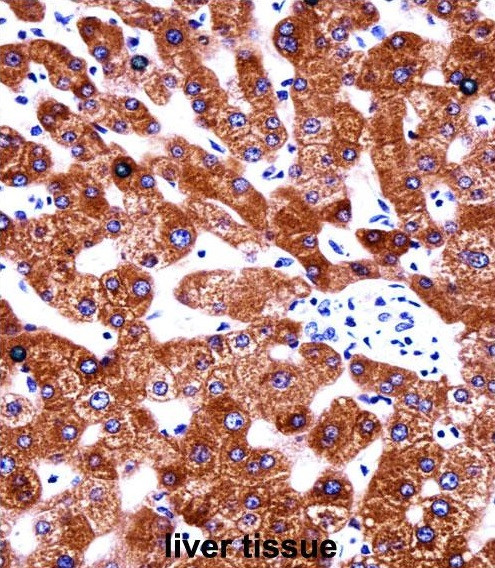Anti-Cytochrome b5