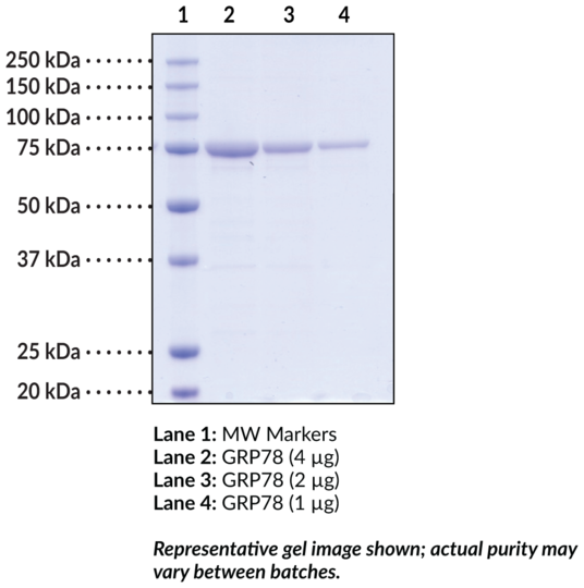 GRP78 (human, recombinant)