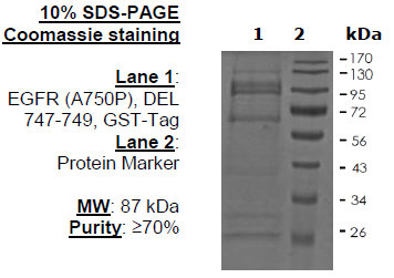 EGFR (A750P), DEL 747-749, GST-Tag