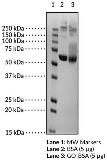 GO-BSA