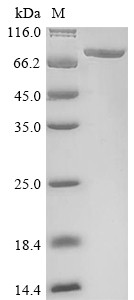 Polyadenylate-binding protein 4 (PABPC4), human, recombinant