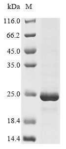 Gap junction alpha-1 protein (Gja1), partial, mouse, recombinant