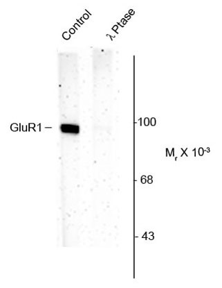 Anti-GluR1 Subunit (phospho Ser831)