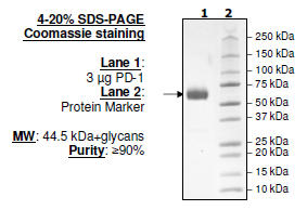 PD-1 (K78A), Fc fusion, Biotin-labeled