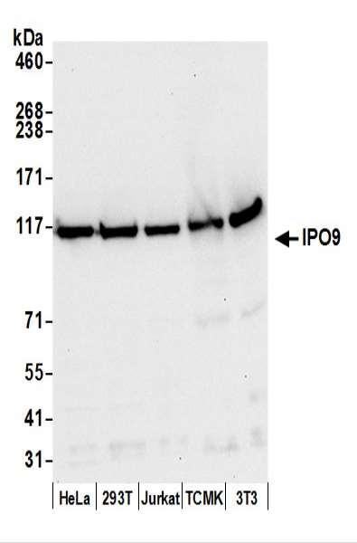 Anti-IPO9