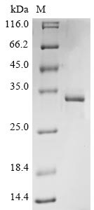 Non-structural protein 2a (2a), Bovine coronavirus, recombinant