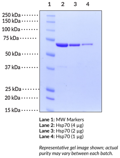 Hsp70 (human recombinant)