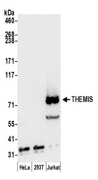 Anti-THEMIS