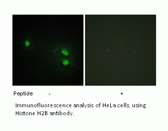 Anti-Histone H2B