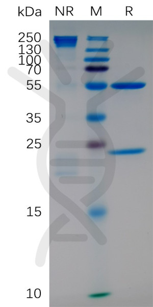 Anti-ITGA4 (natalizumab biosimilar) mAb