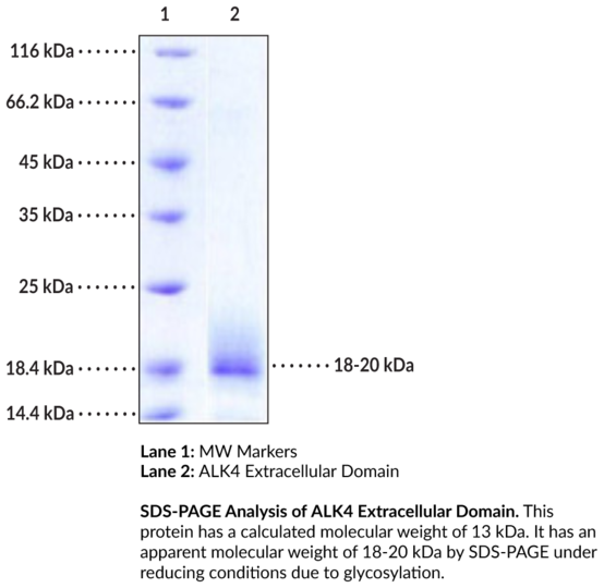 ALK4 Extracellular Domain (human, recombinant)