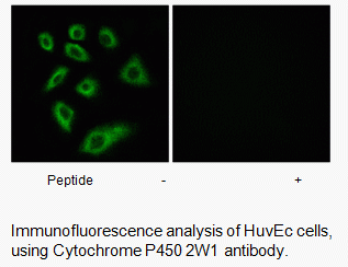 Anti-Cytochrome P450 2W1