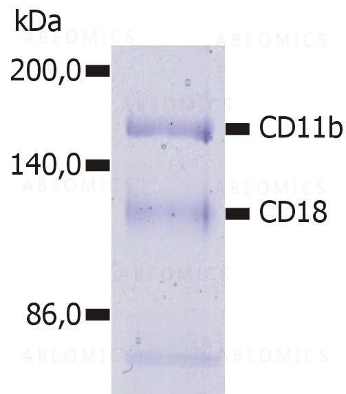 Anti-CD11b / Mac-1 alpha Monoclonal Antibody (Clone:MEM-174)-Azide free