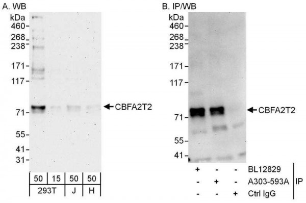 Anti-CBFA2T2