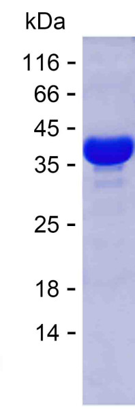 GAPDH (human), recombinant protein