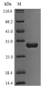 Transcriptional regulatory protein phoP (phoP), Escherichia coli, recombinant