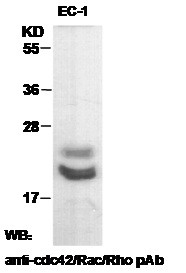 Anti-Cdc42+Rac1+RhoA