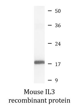 Mouse IL3 recombinant protein (Active)