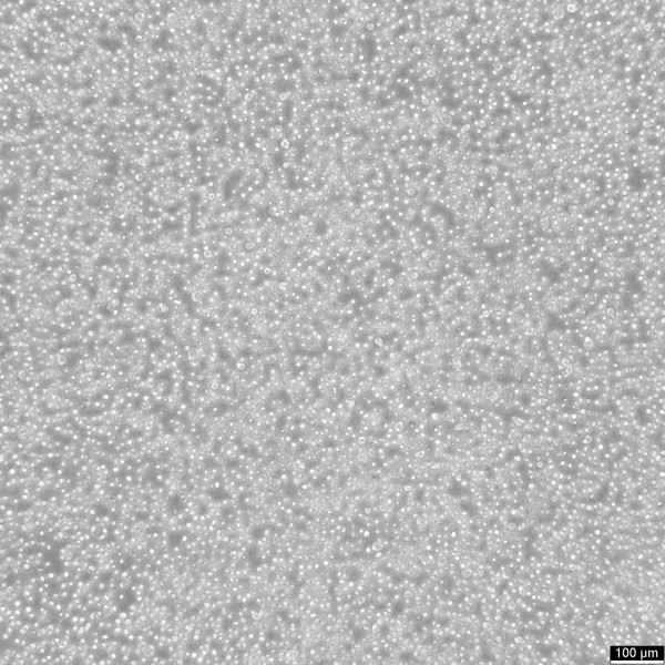RS4:11 Cells