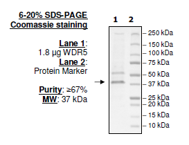 WDR5, FLAG-tag