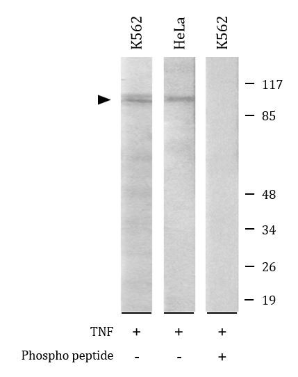 Anti-phospho-VAV2 (Tyr142)