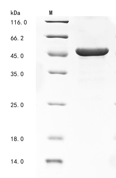 Protein FAM3C (FAM3C), partial, human, recombinant