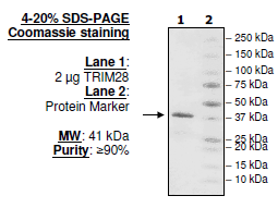 TRIM28 (685-815), GST-tag, human recombinant protein