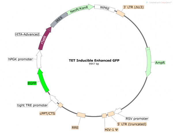 eGFP Lentivirus (Inducible TET On)