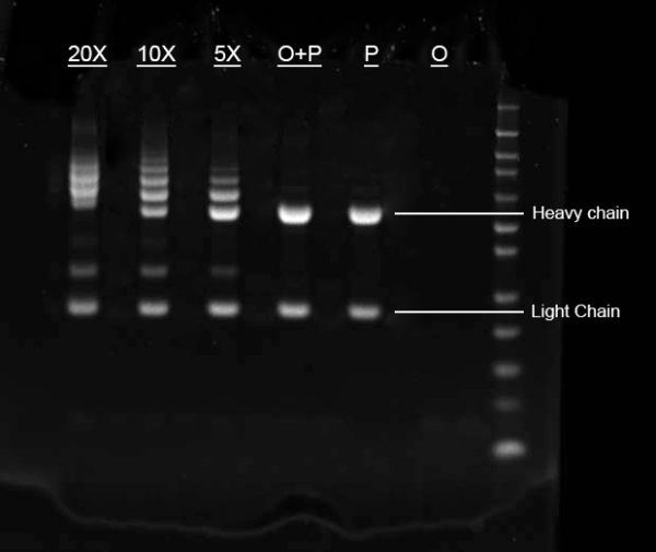 Buccutite(TM) Rapid Oligo Antibody Conjugation Kit *Optimized for Labeling 100 ug Protein*