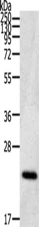 Anti-CDC42