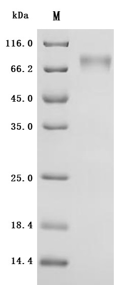 Atrial natriuretic peptide receptor 1 (NPR1), partial, recombinant human