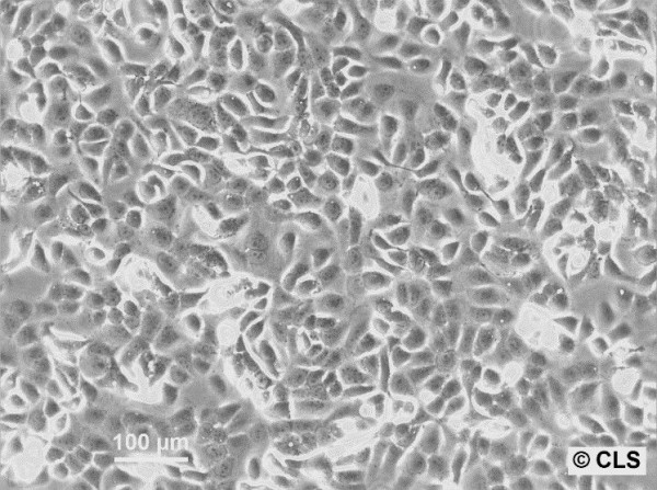 HB-CLS-1 Cells