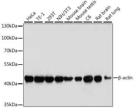 Anti-ACTB (CABC004)
