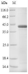 Pregnancy-associated glycoprotein 1, bovine, recombinant