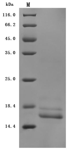 Transthyretin (Ttr) (Active), mouse, recombinant